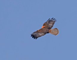 6L8A1307-DxO_Marsh_Harrier_flying_V3_SH-t2.4x.jpeg