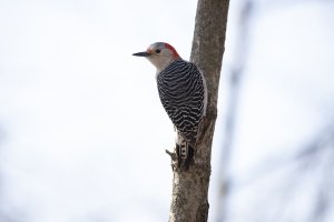 Red-billed woodpecker.JPG