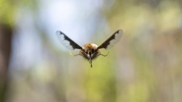 Wollie frontal_03.jpg