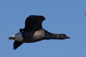 6L8A2137-DxO_Brent_Goose_flying.jpg