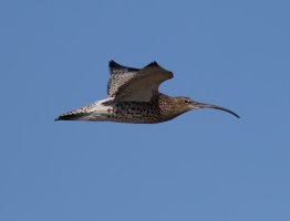 6L8A2585-DxO_Curlew_flying.jpg