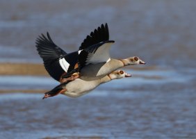 6L8A2750-DxO_Egyptian_Geese_flying-ls-tm.jpeg