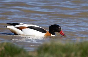 6L8A2809-DxO_Female_Shelduck.jpg