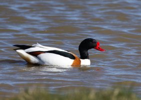 6L8A2816-DxO_male_Shelduck.jpg