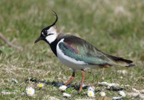 6L8A2857-DxO_Lapwing.jpg