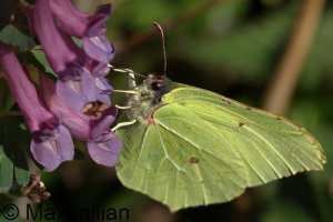 brimstone_2025_03.JPG