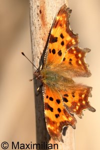 comma_2025_02.JPG