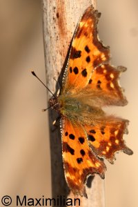 comma_2025_03.JPG