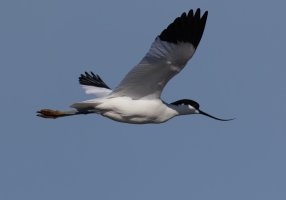 6L8A2823-DxO_Avocet_flying.jpg