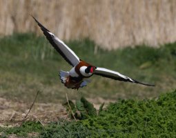 6L8A2835-DxO_Shelduck_flying.jpg