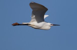 6L8A2936-DxO_Little_Egret_flying.jpg