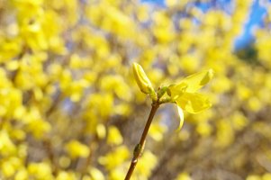 Spring Forsythia.jpg