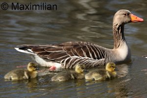 goose_grey_2025_03.JPG