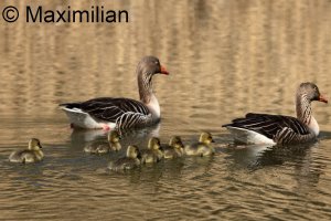 goose_grey_2025_04.JPG