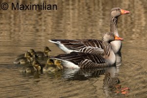 goose_grey_2025_05.JPG