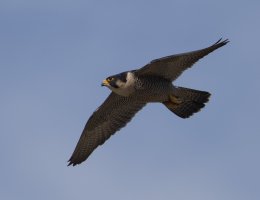 6L8A3818-DxO_Peregrine_falcon_flying.jpg