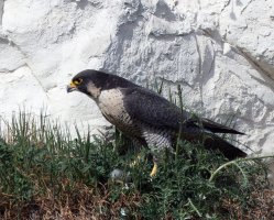 3R3A3224-DxO_Peregrine_falcon_on_ledge.jpg