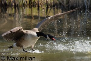goose_Canada_2025_04.JPG