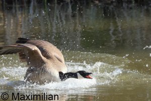 goose_Canada_2025_05.JPG