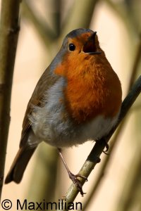 robin_2025_01.JPG
