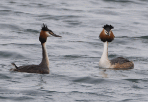 Grebes_Courting.gif