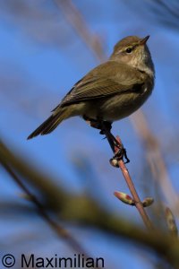 chiffchaff_2025_02.JPG