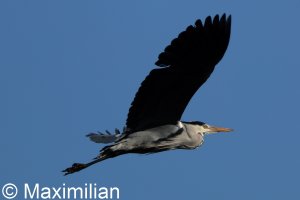 heron_2025_02.JPG