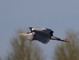 6L8A3388-DxO_Grey_heron_flying-ls-tss.jpeg