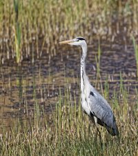 6L8A3579-DxO_Grey_heron_small.jpg