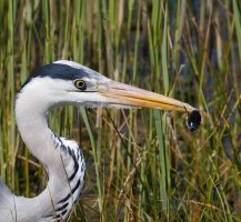 6L8A3588-DxO_Grey_Heron+beetle_crop.jpg