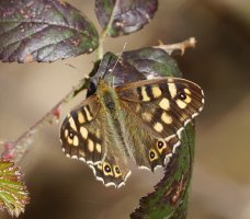6L8A3308-DxO_Speckled_Wood_Butterfly_570mm.jpg