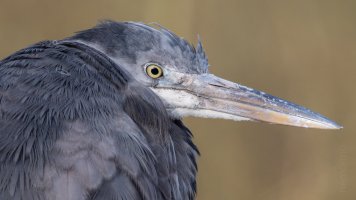 Reiherportrait II.jpg