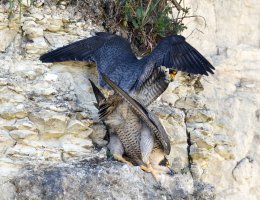 6L8A5280-DxO_Peregrine_Falcon_Mating_aut.jpg