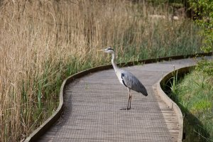 6L8A5576-DxO_Heron_on_Path_200mm_small.jpg