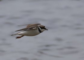 6L8A6433-DxO_Little_Ringed_Plover_Flying-t-4x.jpeg