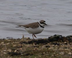 6L8A6475-DxO_Little_Ringed_Plover-topaz-upscale-4x.jpeg