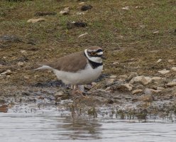 6L8A6540-DxO_Little_Ringed_Plover_best-t-4x.jpeg