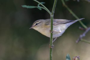 Phylloscopus collibita 3.jpg