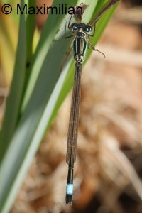 bluetail_2025_01.JPG
