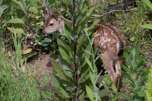 Baby Deer.jpg