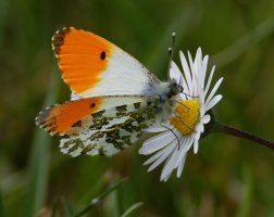 6L8A7640-DxO_Orange_tip_butterfly_side.jpg
