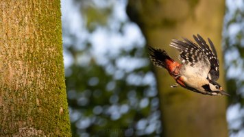 woodpecker.jpg