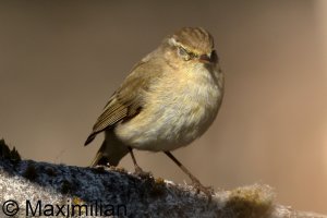 chiffchaff_2025_06.JPG
