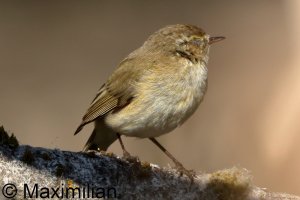 chiffchaff_2025_07.JPG