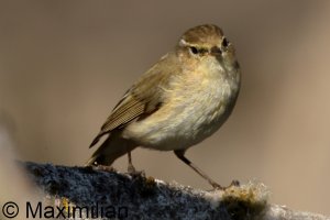 chiffchaff_2025_08.JPG