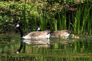 goose_Canada_2025_08.JPG