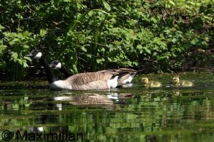 goose_Canada_2025_09.JPG