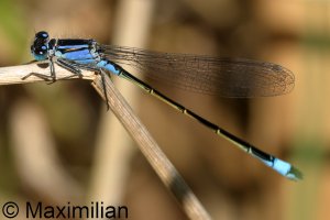bluetail_2025_03.JPG