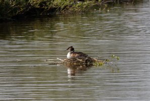 3R3A3518-DxO_GreatCrested_Grebe_on_nest_large.jpg