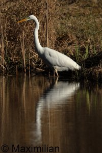 egret_2025_03.JPG